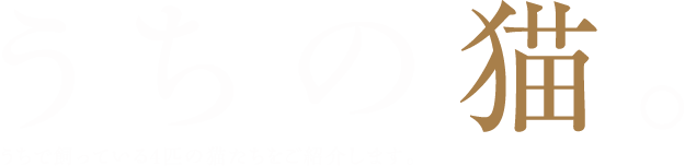 うちの猫。 