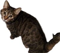 cat